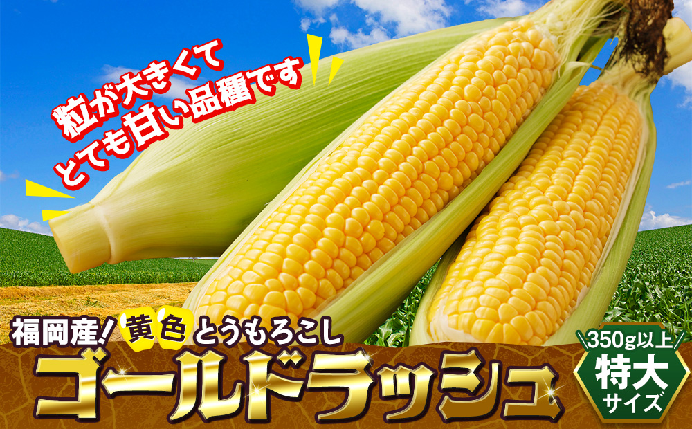 福岡産黄色とうもろこしゴールドラッシュ